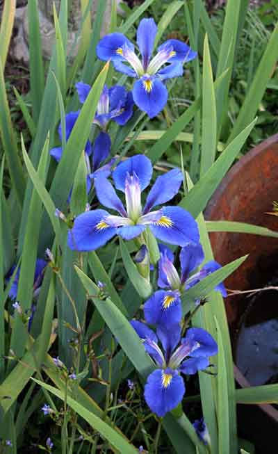 World of Irises: Irises: The Best and the Bluest, Part Two
